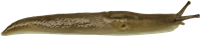 Ambigolimax valentianusVALENTINSNIGEL10,6 × 58,7 mm